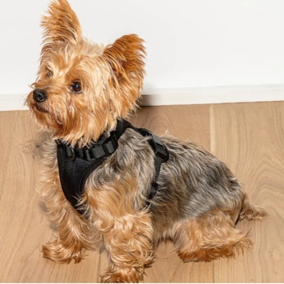 L- Wild One Dog Collar, Leash, Harness and Treat Pouch NWT Black - Picture 2 of 3